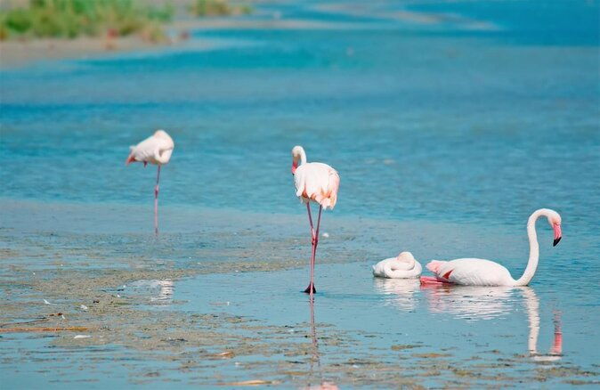 combo-cagliari-old-town-and-the-oasis-of-flamingos