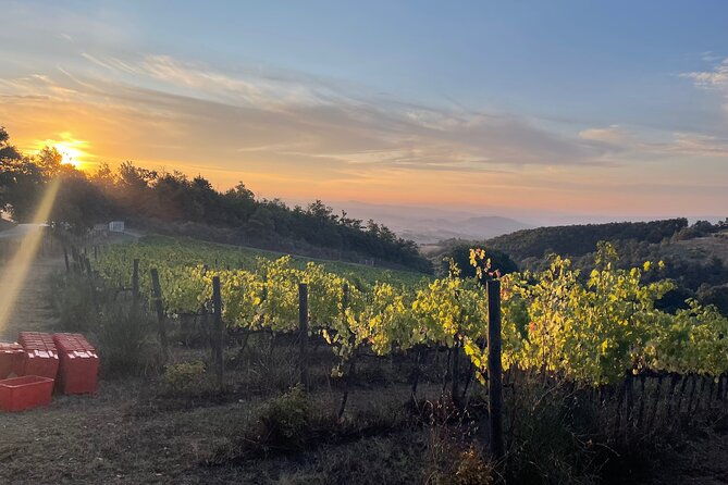 come-try-our-torre-bisenzio-organic-wines-in-the-luxury-of-our-new-tasting-room