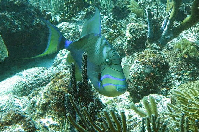 coral-reef-and-turtle-discovery-kayak-and-snorkel-tour