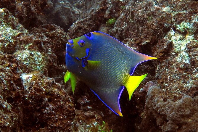 coral-reef-and-turtle-discovery-tour