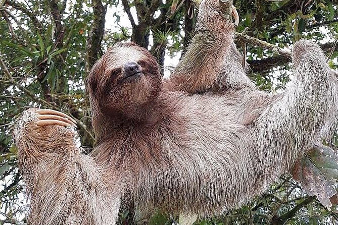 costa-rica-sloth-tour-in-la-fortuna