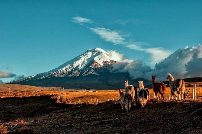 cotopaxi-hike-horse