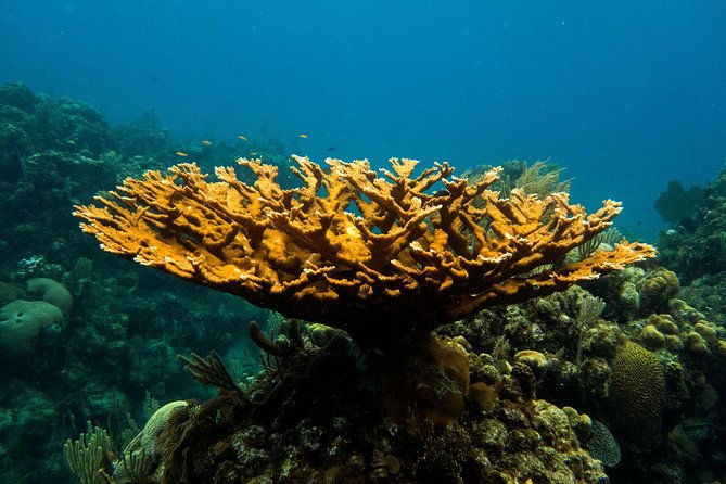 cruise-excursion-2-scuba-dives-with-transport-for-certified-divers