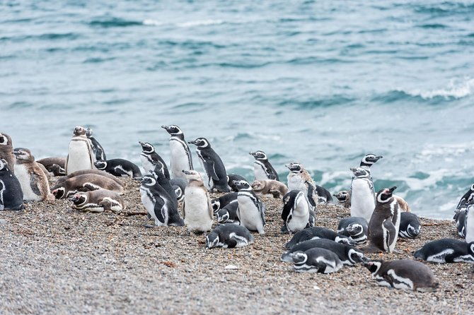 cruise-shore-excursion-ea-san-lorenzo-peninsula-valdes-patagonia-argentina