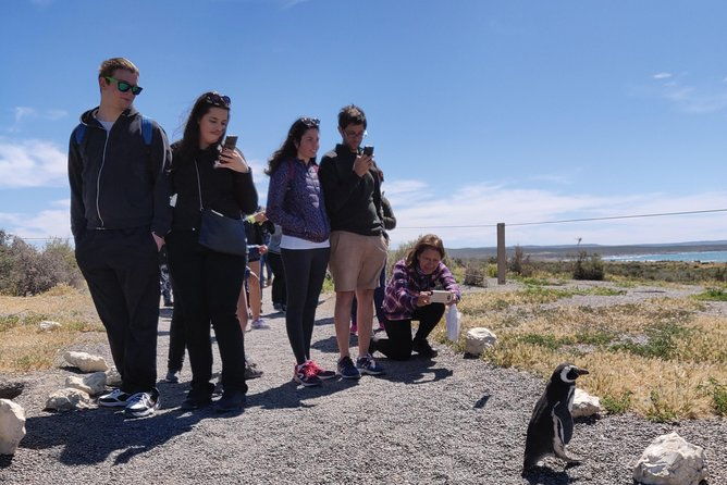 cruise-shore-excursion-punta-tombo-from-puerto-madryn-patagonia