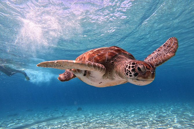 curacao-swimming-with-sea-turtles-and-grote-knip-beach-tour-2