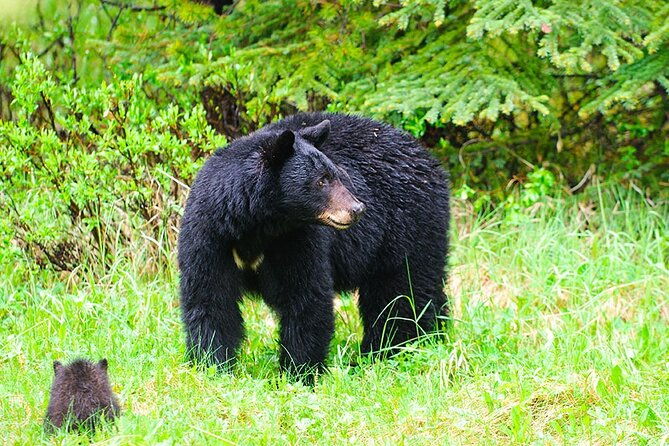 customizable-private-tour-in-ketchikan-with-pick-up