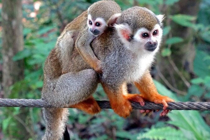 damajagua-waterfall-monkey-home-private-minivan-tour