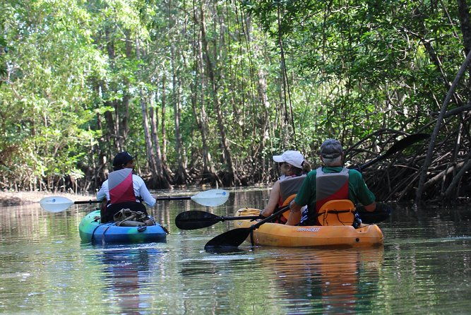damas-island-kayaking-mangrove-tour-from-manuel-antonio