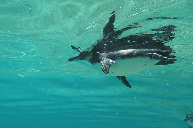 day-tour-to-isabela-island-with-tintorera-islet-snorkeling-wetlands-flamingos