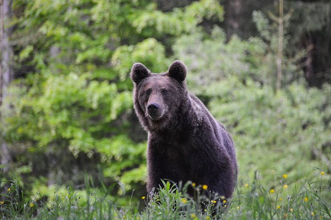 day-trip-bear-watching-in-the-land-of-volcanoes-2