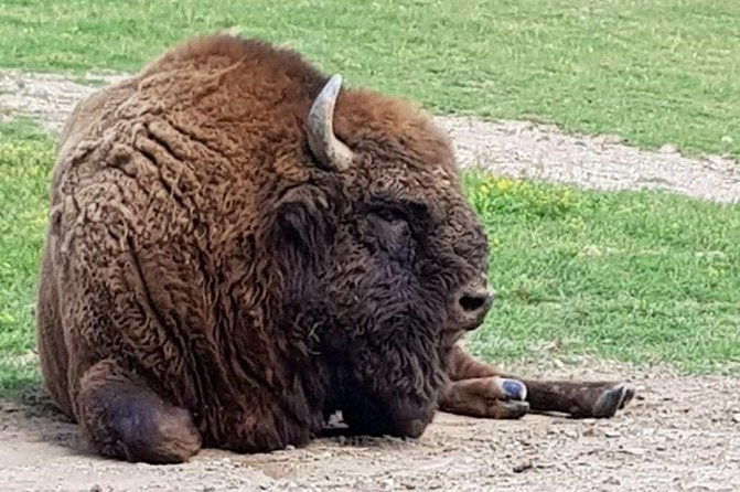 day-trip-from-brasov-bison-reserve-traditional-lunch