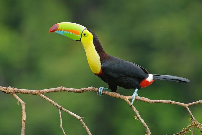 day-trip-from-san-jose-to-la-paz-waterfall-gardens-safari-in-sarapiqui-river