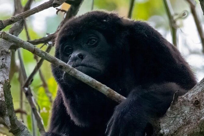 day-trip-meet-howler-monkeys-at-churute-make-organic-chocolate
