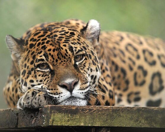 day-trip-to-el-valle-anton-from-panama-city