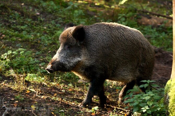 day-trip-to-gauja-national-park-animals-castles-and-a-cave