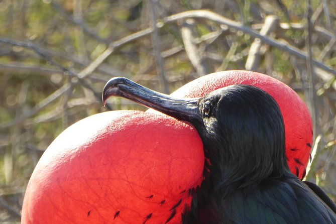 day-trip-to-isla-de-la-plata-mini-galapagos-from-guayaquil
