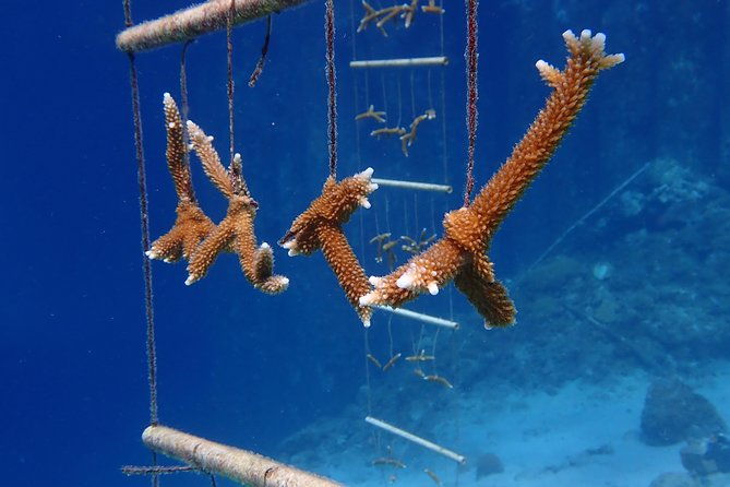 discover-diving-in-curacao