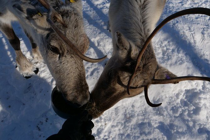 discover-inari-reindeer-farm-siida-museum-open-fire-lunch