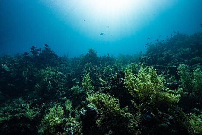 discover-scuba-diving-in-roatan-at-upachaya-with-private-transfer