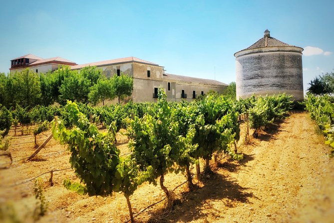 discover-the-authentic-wine-culture-of-rueda-2