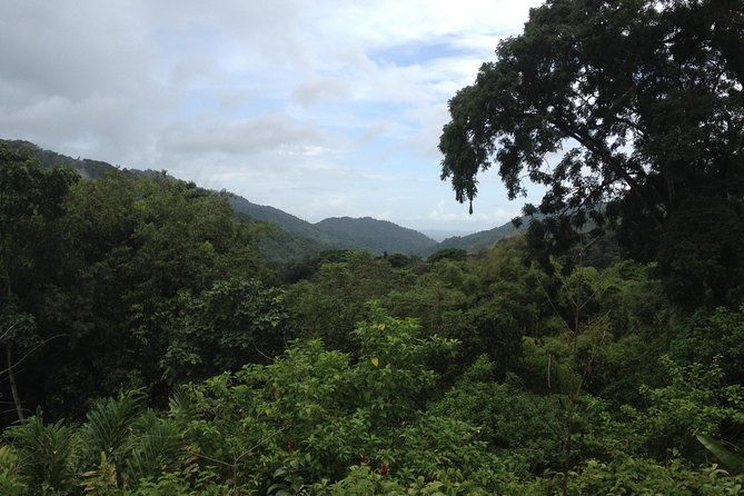 discover-the-rainforest