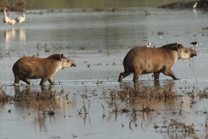 discovering-wildlife-of-the-chaco