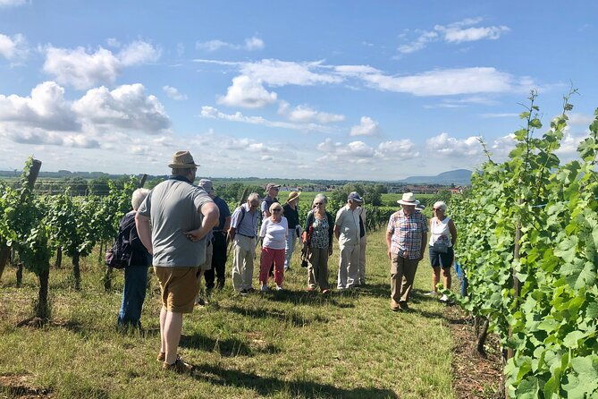 discovery-vineyard