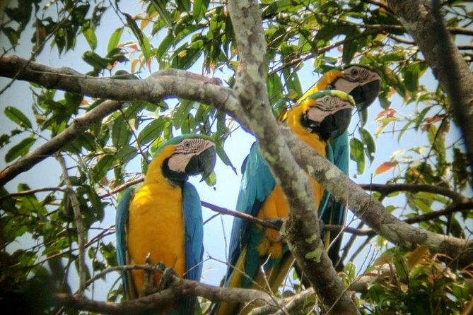 dive-into-the-heart-of-the-wild-at-caiman-eco-lodge-cuyabeno