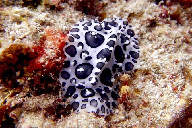 diving-for-certified-divers-2-tanks-sosua-bay
