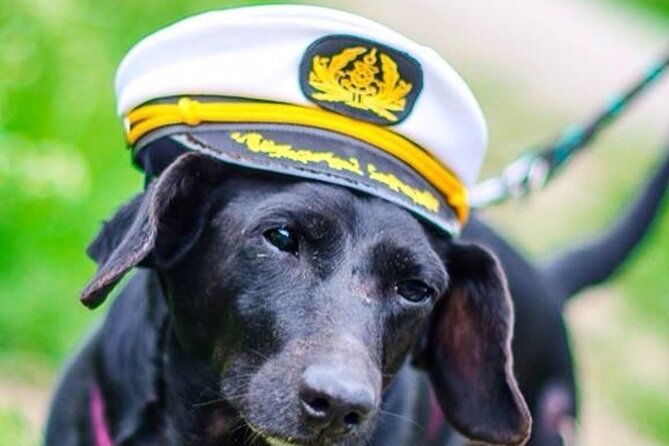 dog-day-of-summer-harbor-cruise-in-boston