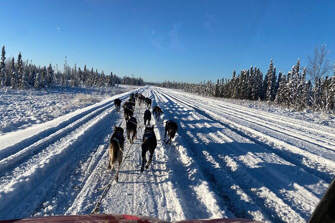 dog-sledding-with-alaskan-huskies