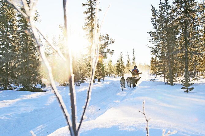 dogsled-adventure-kiruna