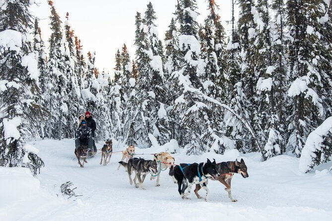 dogsled-and-reindeer-day-trip-to-borealis-basecamp-2