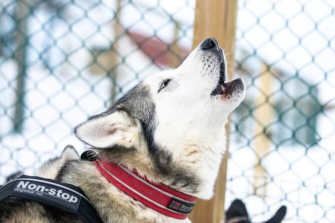 dogsledding-near-akureyri