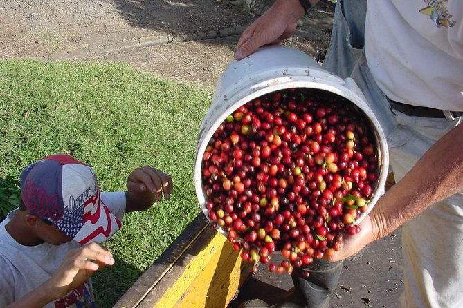 doka-coffee-tour-poas-volcano-and-la-paz-waterfall-day-trip-from-san-jose