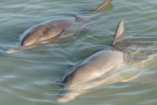 dolphin-and-manatee-clear-kayak-or-paddleboard-island-hop-tour