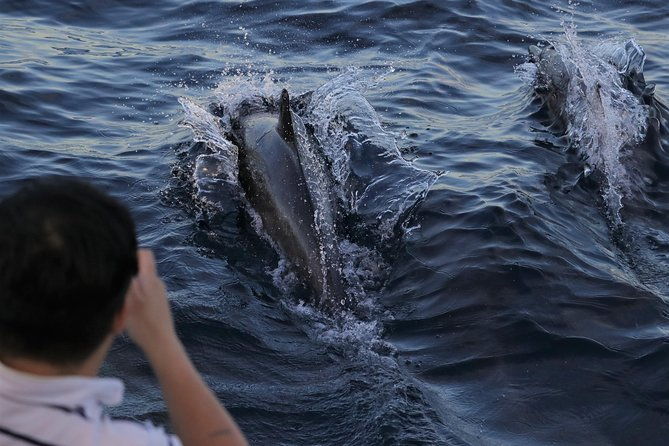 dolphin-and-whale-watching-sunset-cruise
