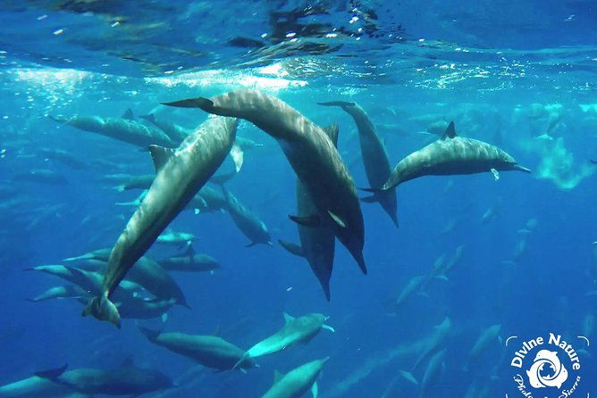 dolphin-and-whale-watching-tour-in-drake-bay-as-seen-on-national-geographic