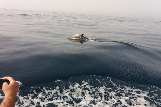 dolphin-route