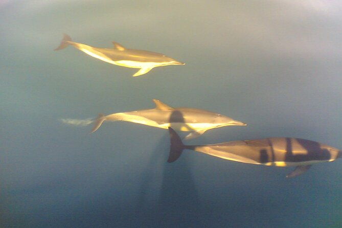 dolphin-safari-sao-rafael-caves-coastline