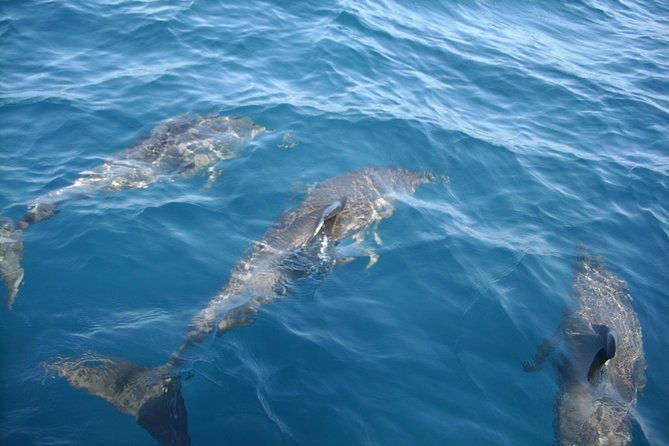dolphin-tours-along-and-near-the-beautiful-indian-river-lagoon