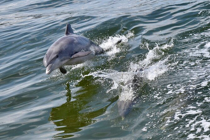dolphin-watch-historical-harbor-tour-in-st-augustine