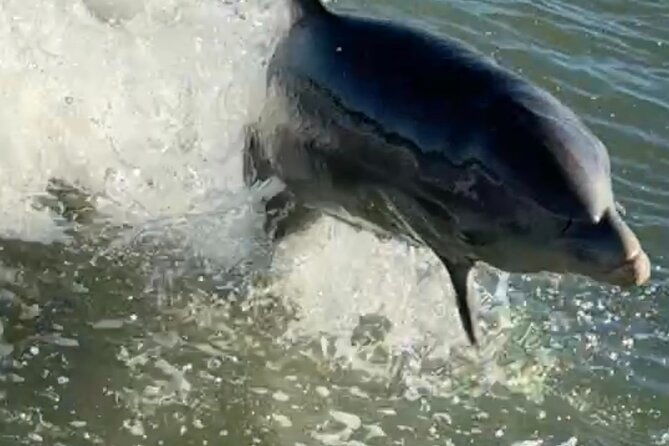 dolphin-watching-boat-tour-around-anna-maria-island