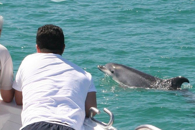 dolphin-watching-in-the-wild-half-day