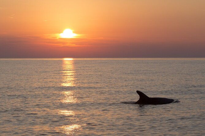 dolphin-watching-pula-boat