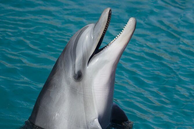 dolphin-watching-snorkeling-in-key-west-with-sunset-dinner-cruise-and-open-bar