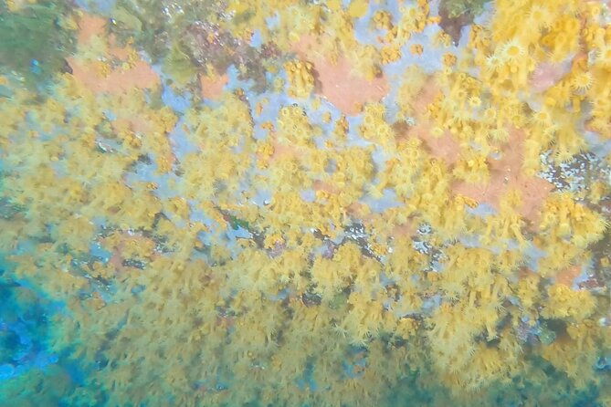 double-dive-in-the-capo-carbonara-marine-protected-area-for-patents