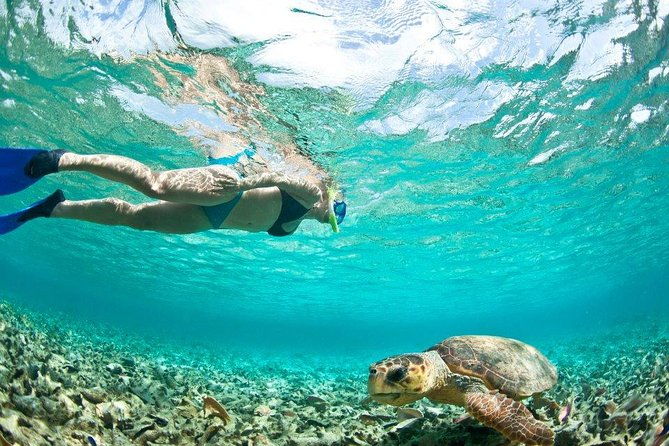 double-reef-snorkel-dolphin-bbq