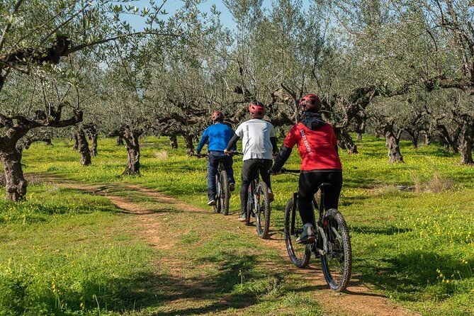 e-bike-kalamata-olive-routes